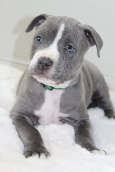 Amstaf Amstaff Amstaffy American Staffordshire Terier