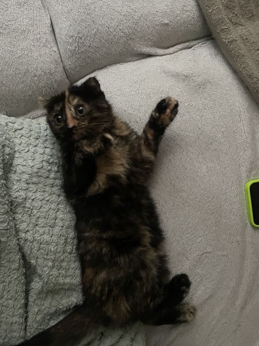 Кошенята в Добрі руки