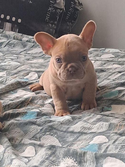Szczeniak buldog francuski