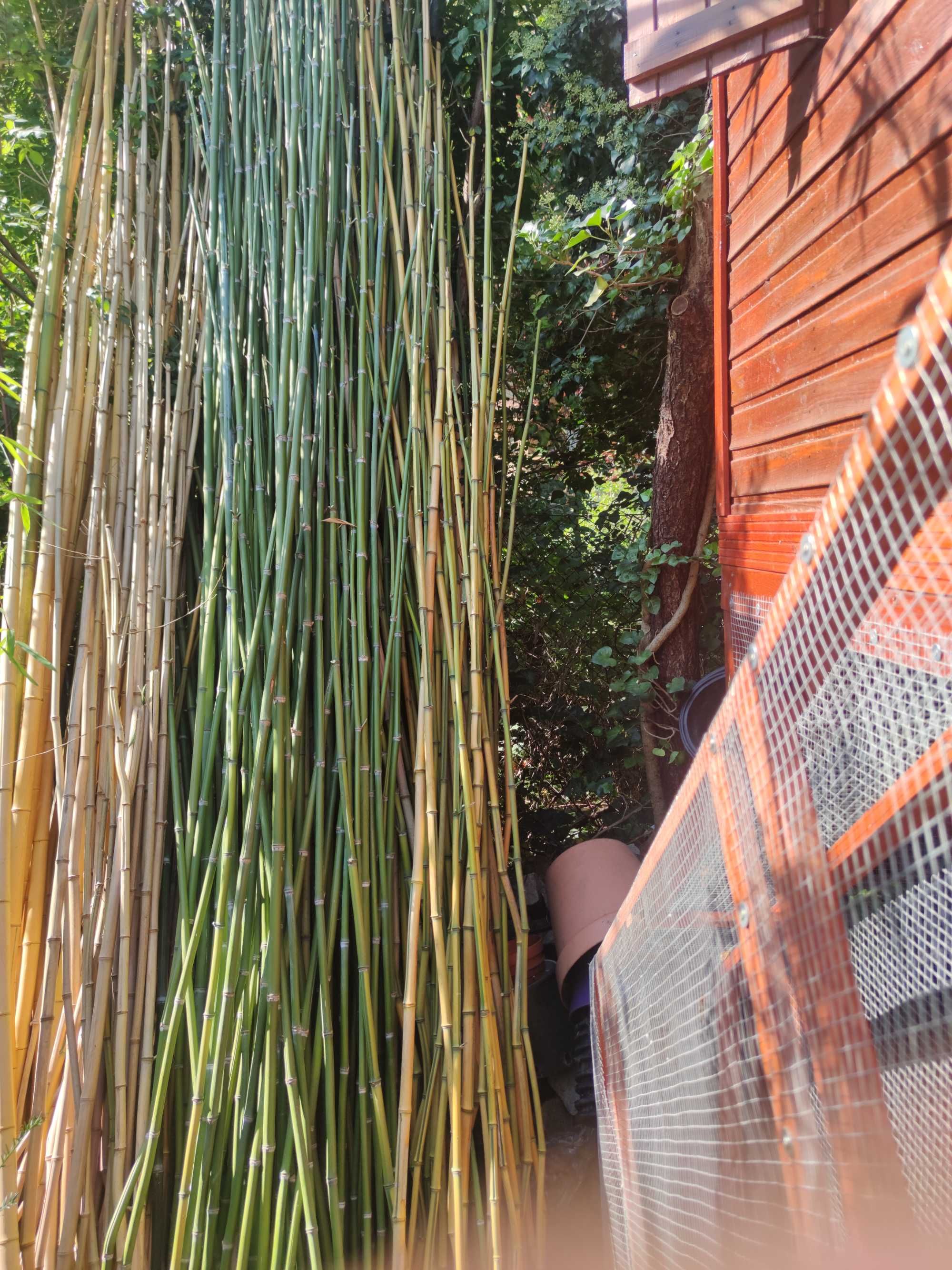 Tyczki bambusowe na pomidory, fasolę i inne.