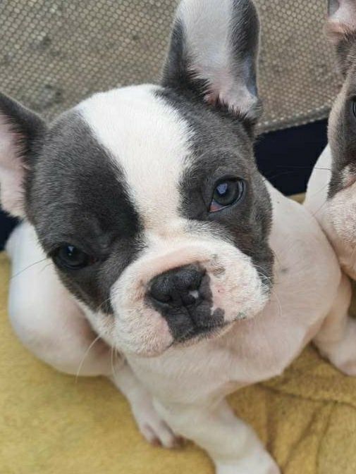 Французький бульдог