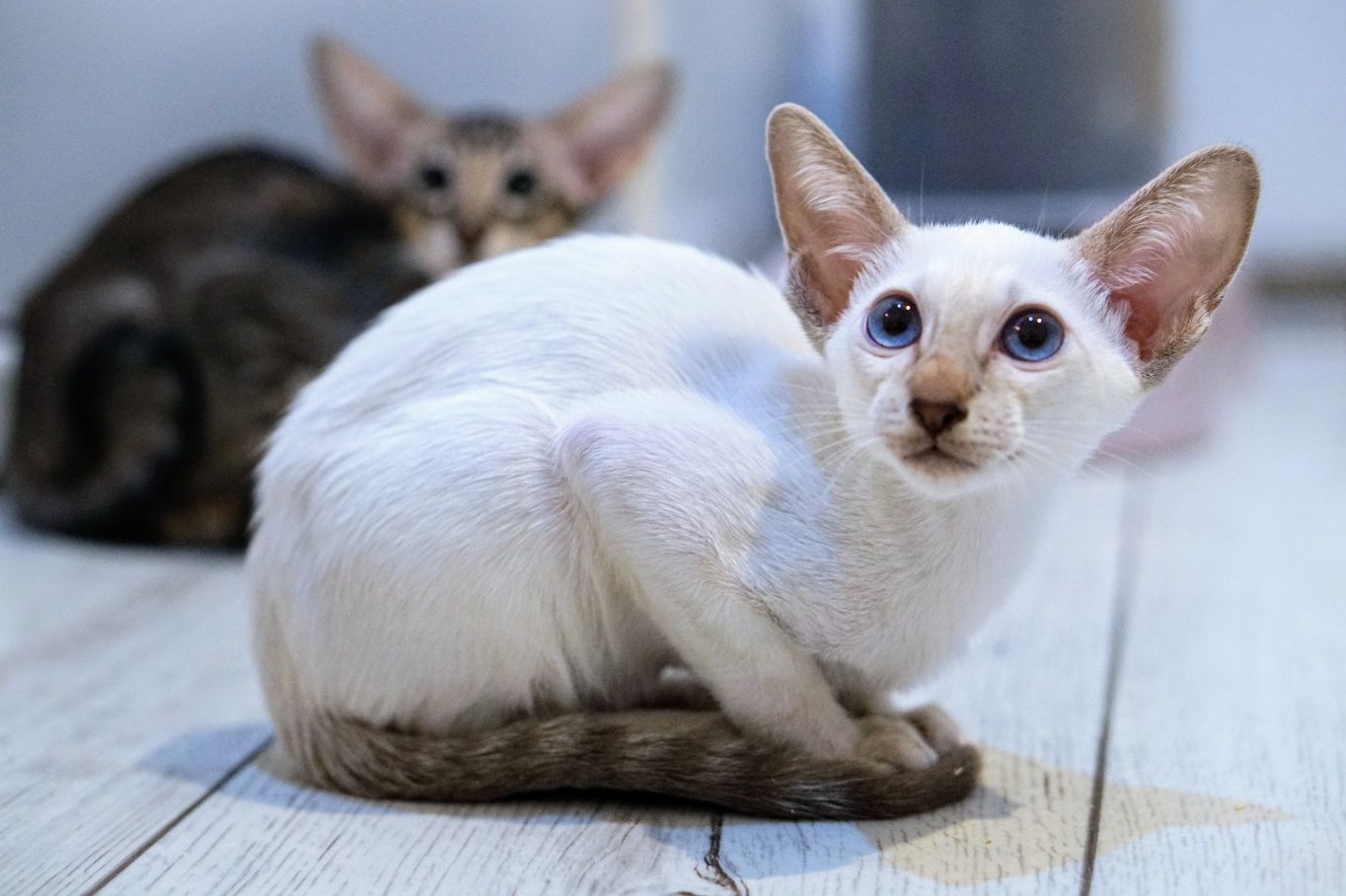 Peterbald kocurek syjamski gotowy do zmiany domku