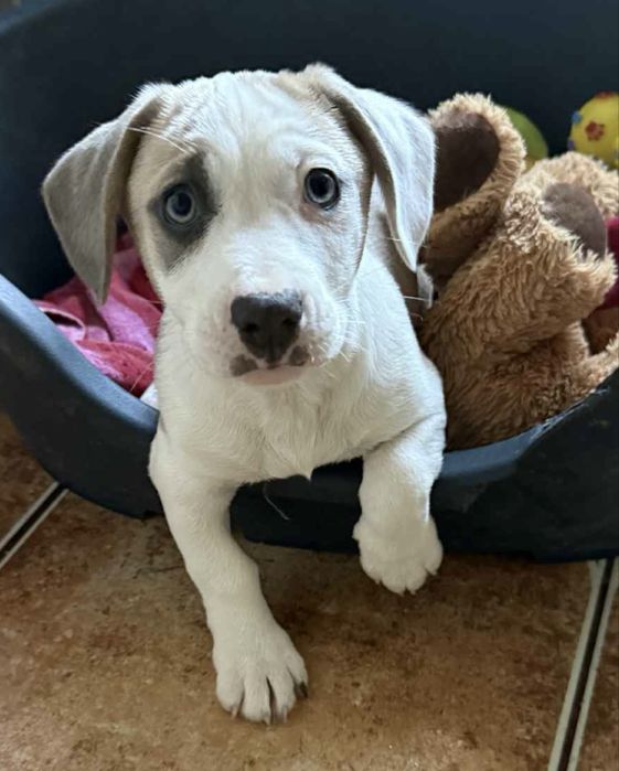 Szczeniak Pluto do adopcji