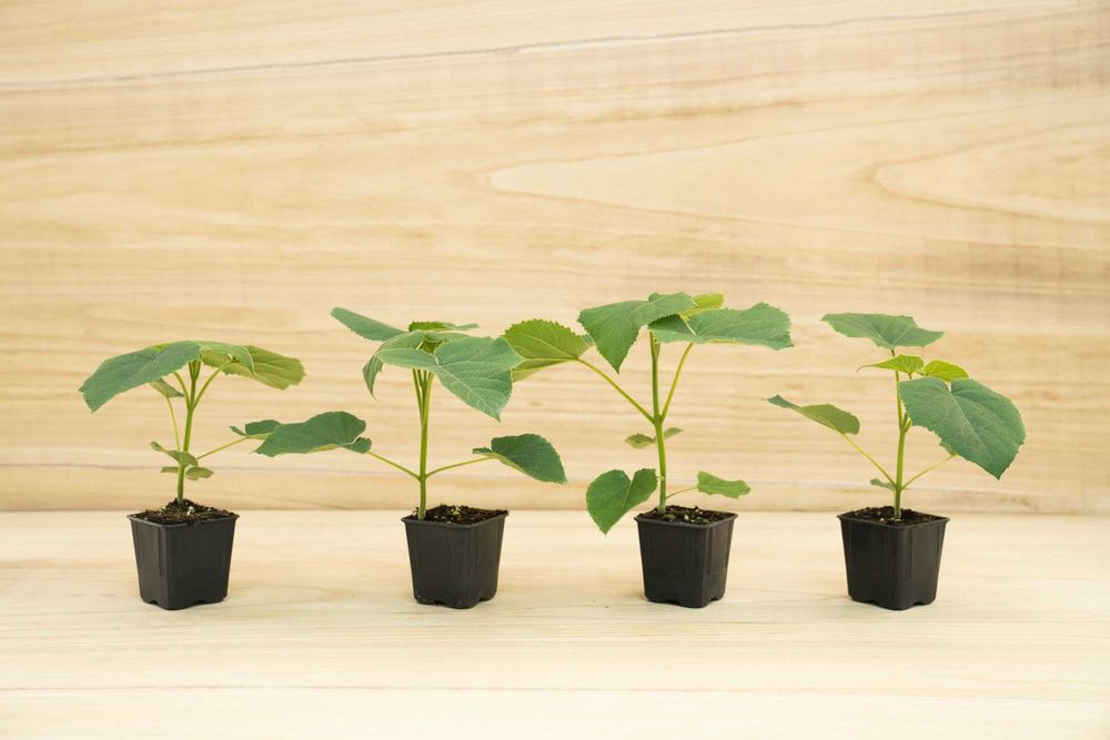 Paulownia Híbrida Turbo Pro em Vaso de 600 ml