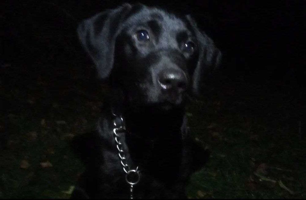 продається Лабрадор