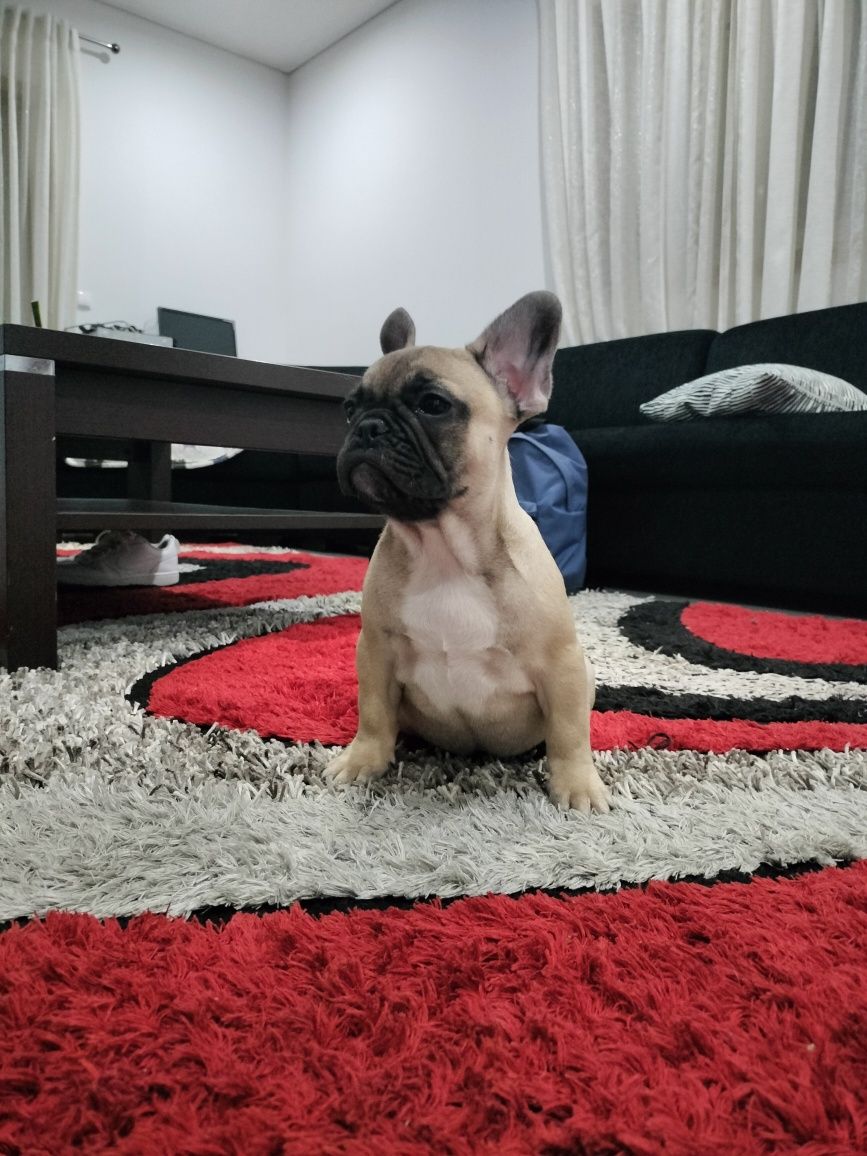 Bulldog Francês Fulvo