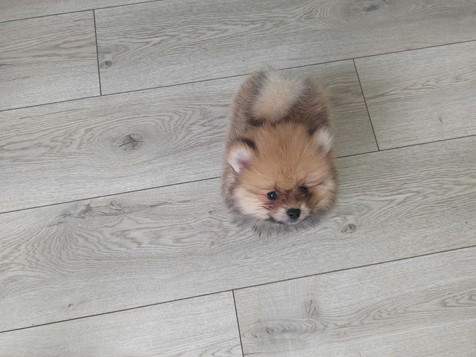 Szpic miniaturowy pomeranian