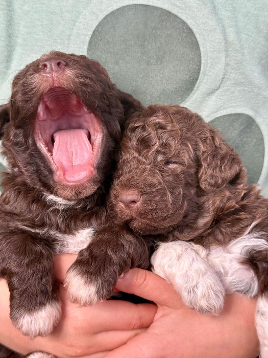Lagotto romagnolo ZKwP/FCI - piękna czekoladowa suczka