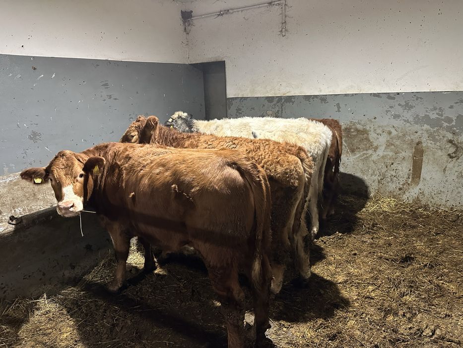 Jalowki miesne 370kg  - 5sztuk