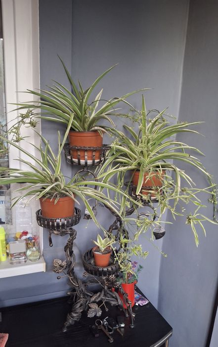 Квіти, зимовий перець