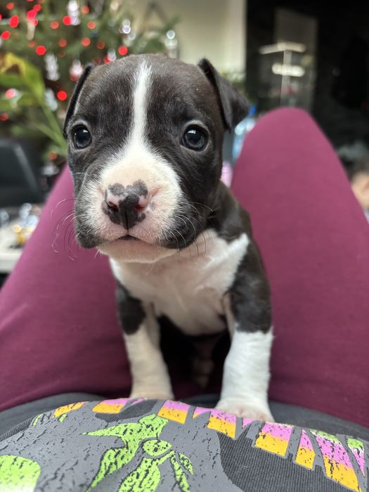 Amstaff szczeniak piesek