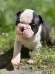 Boston terrier suczka dziewczynka