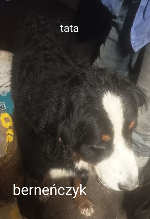Oddam Szczeniaka , szczeniak,