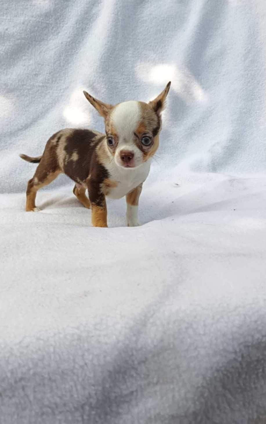Chihuahua merle piesek z rodowodem