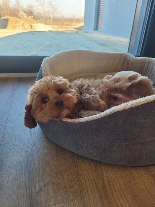 Cavapoo piesek cavalier pudel