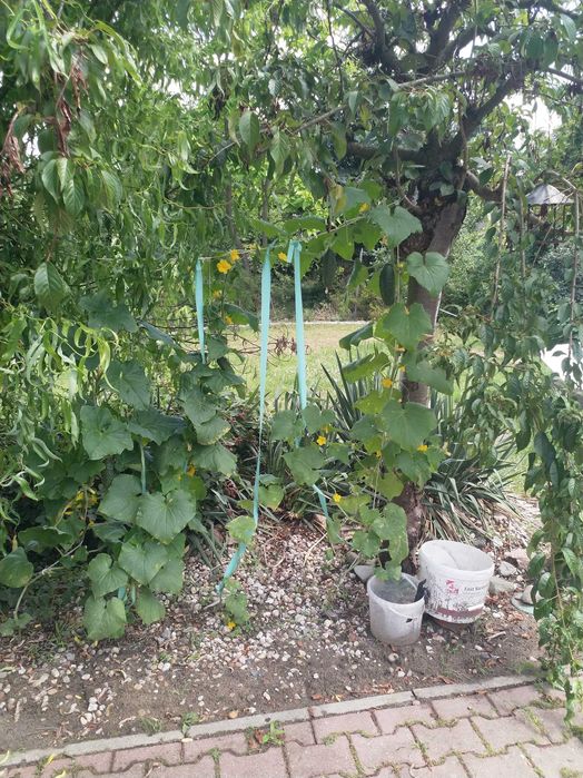 Starter do kompostownika .