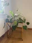 Monstera do oddania