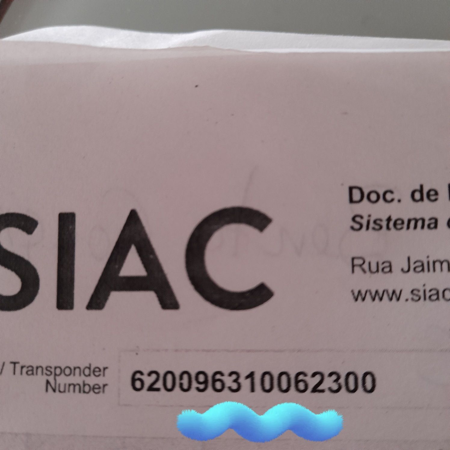 Shih-tzu qualidade
