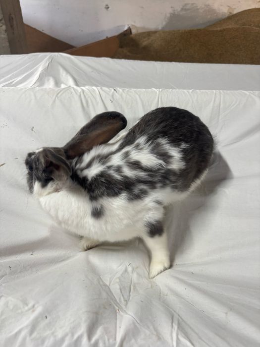 Samica królik króliki