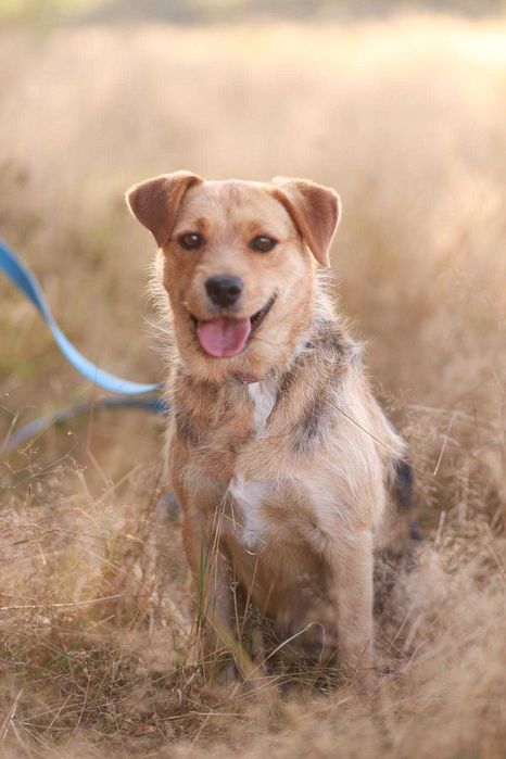 śliczna suczka w typie teriera poleca się do adopcji
