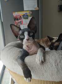 Uroczy kocurek Devon Rex