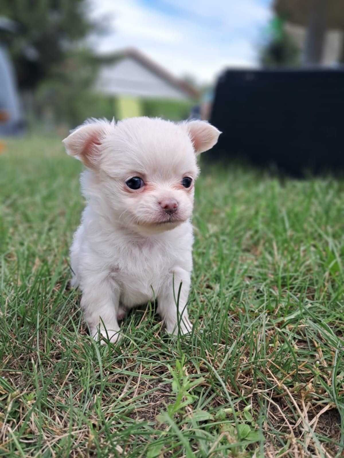 Chihuahua długowłosy , prześliczny piesek ZKwP