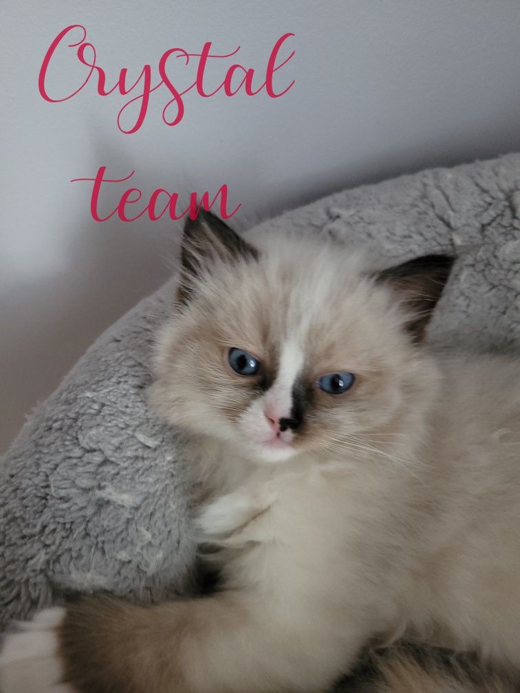 Kocurek ragdoll gotowy do zmiany domku.!