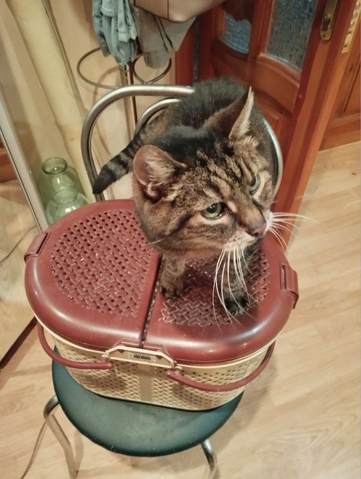 Кіт шукає нового господаря