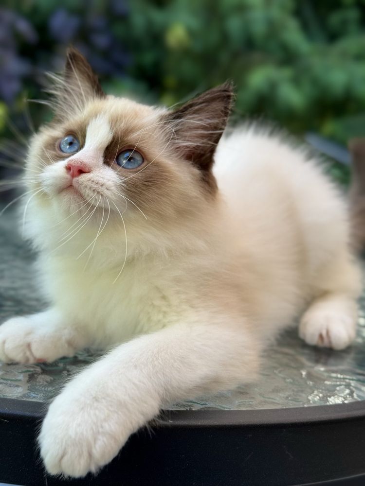 Słodki kocurek Ragdoll seal mitted z profesjonalnej hodowli