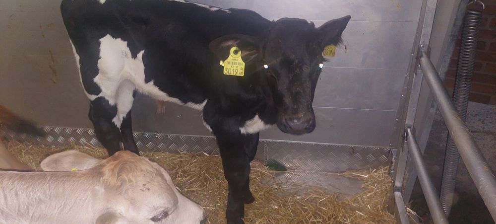 Cielaki miesne byczki