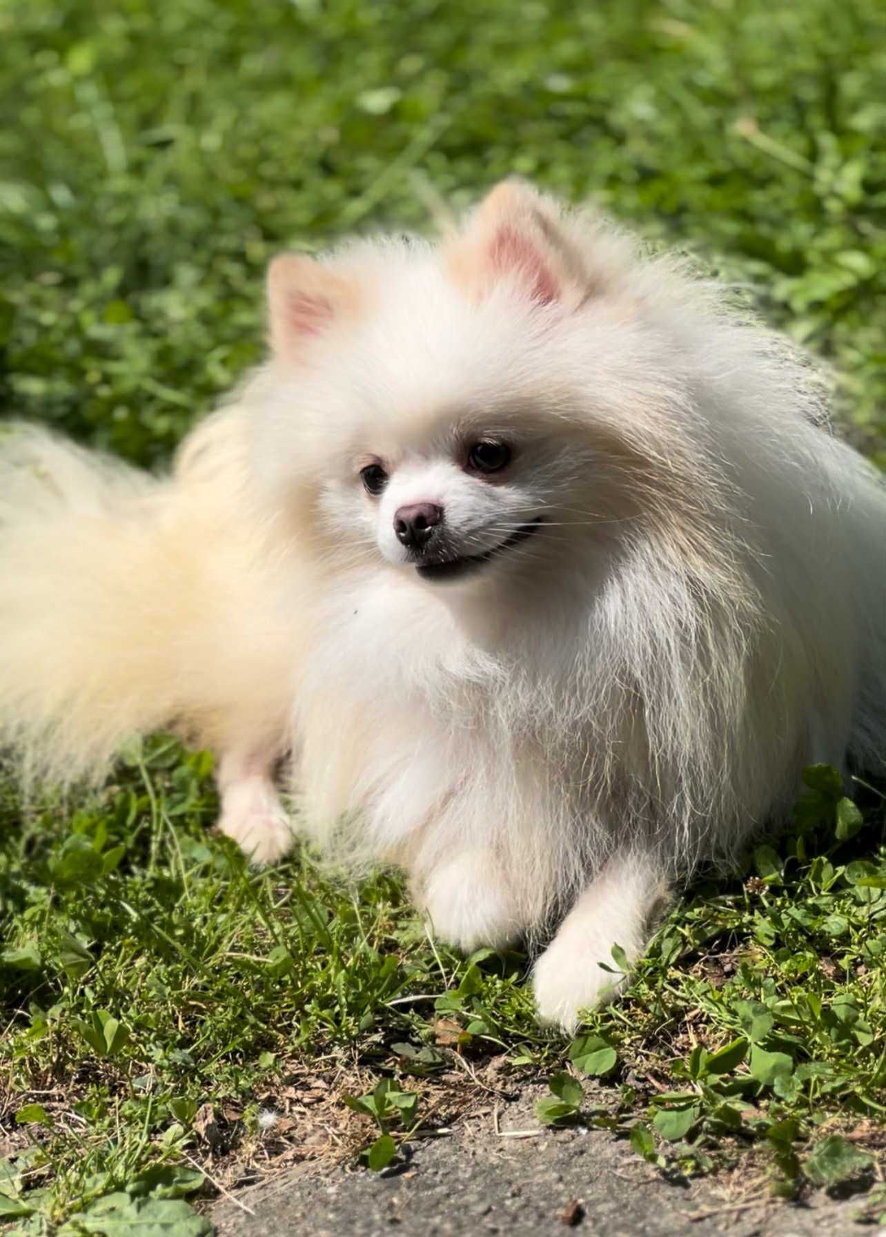 Szpic miniaturowy pomeranian