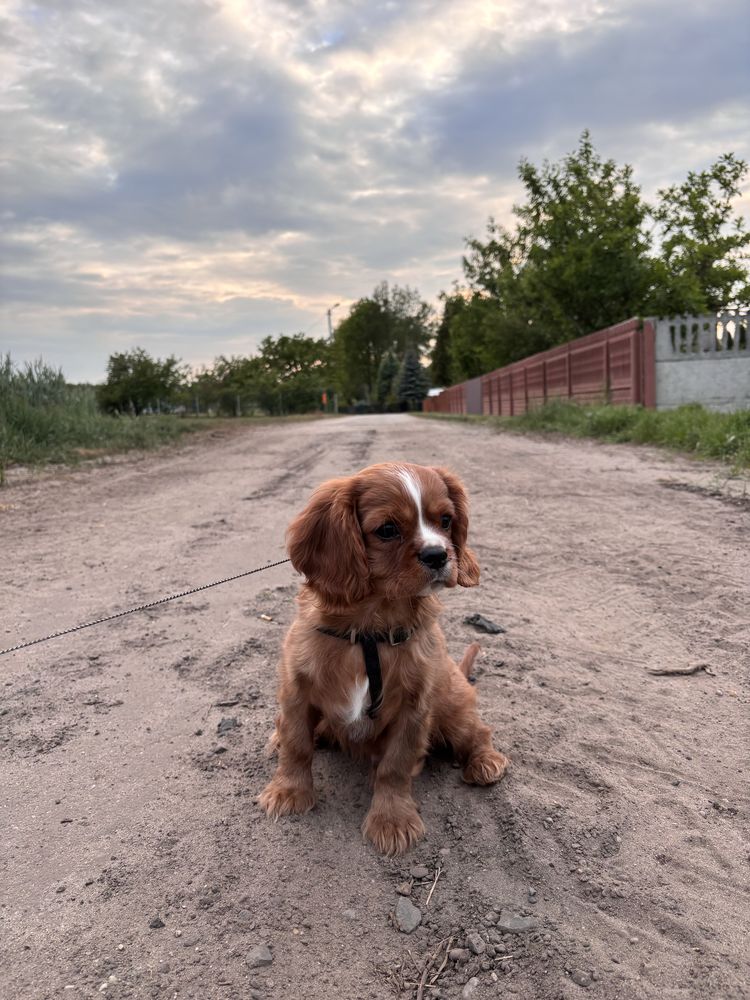 Piesek Cavalier king charles spaniel ruby