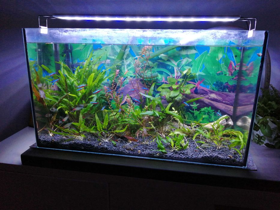 akwarium z oświetleniem i dodatkami 80L.