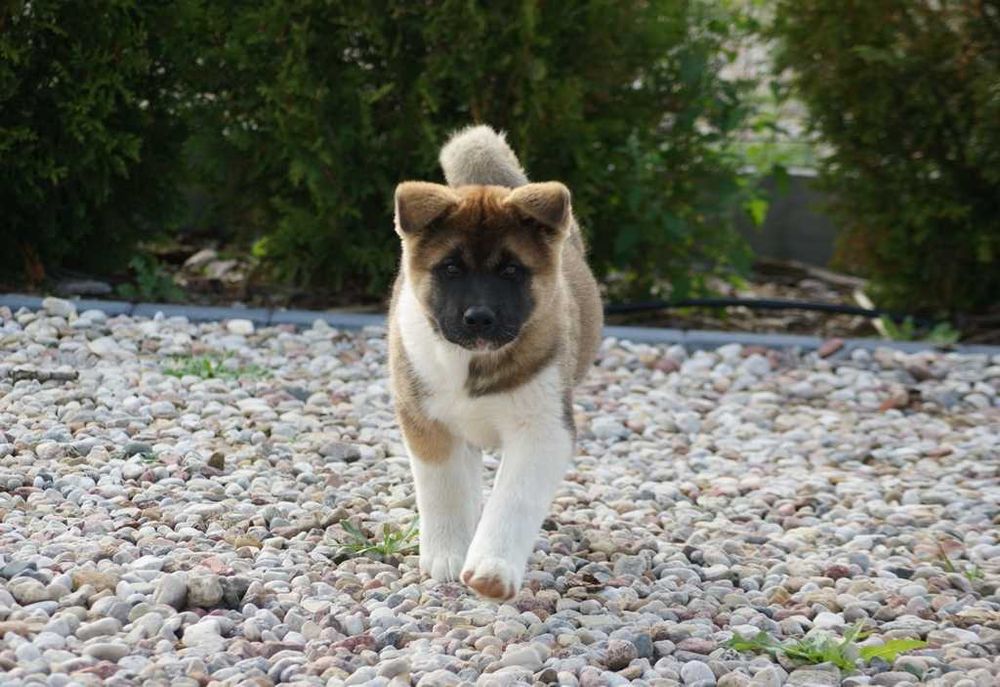 Sunia akita amerykańska gotowa do zmiany domu, po szczepieniach