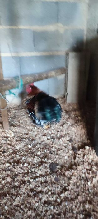 Galos bonitos de várias raças