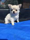 Piseski chihuahua