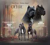 Cane Corso ZKwP/ FCI