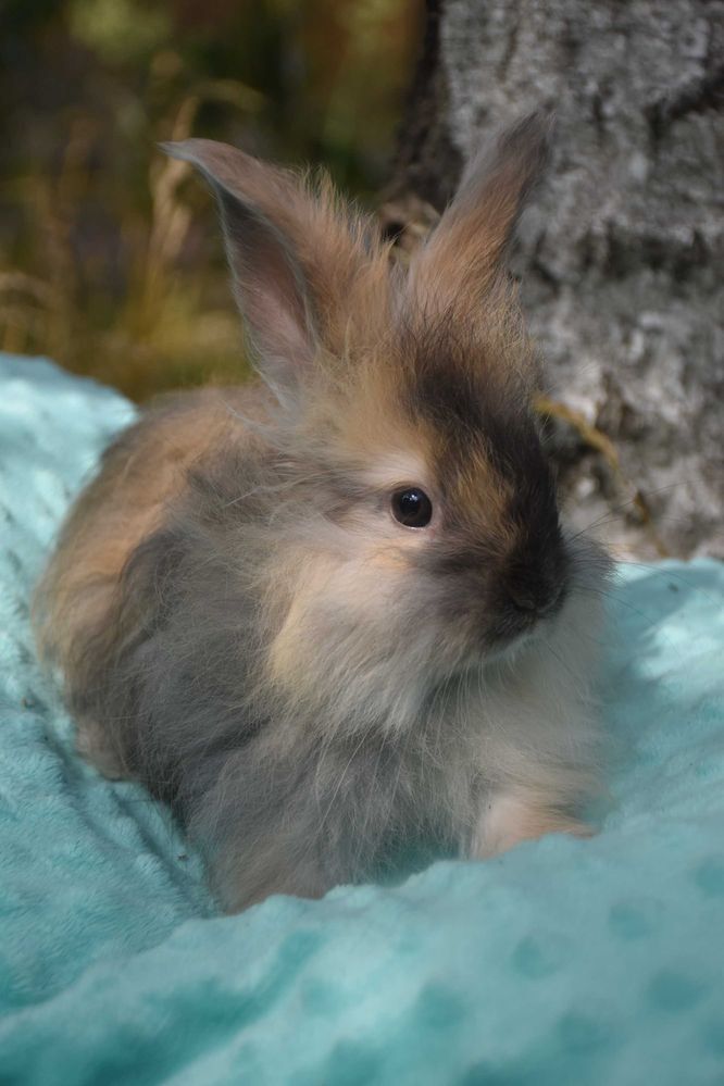 Angora Angielska YORCZEK: Dostępne różne kolory