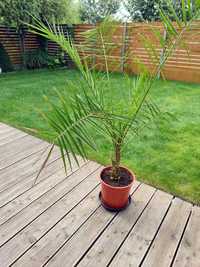 Palma Daktylowiec kanaryjski - Phoenix Canariensis 120 cm