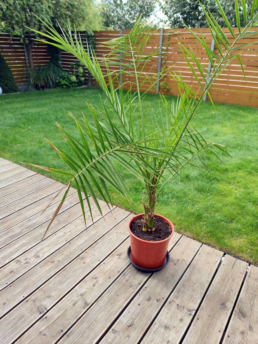 Palma Daktylowiec kanaryjski - Phoenix Canariensis 120 cm