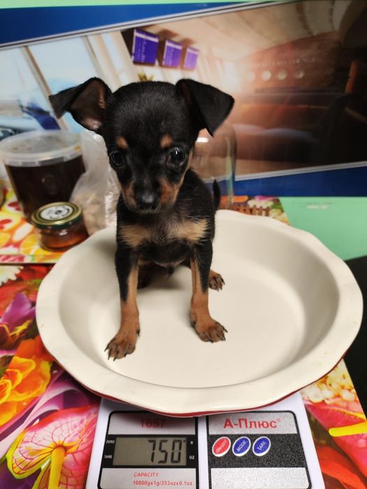 Шукаємо чисто кровнго міні той терераа девочку для вязкі