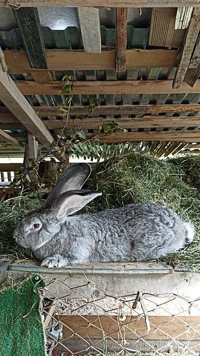 Фландр самчик кролі