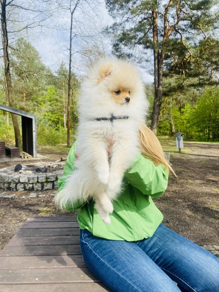 Szpic miniaturowy Pomeranian FCI