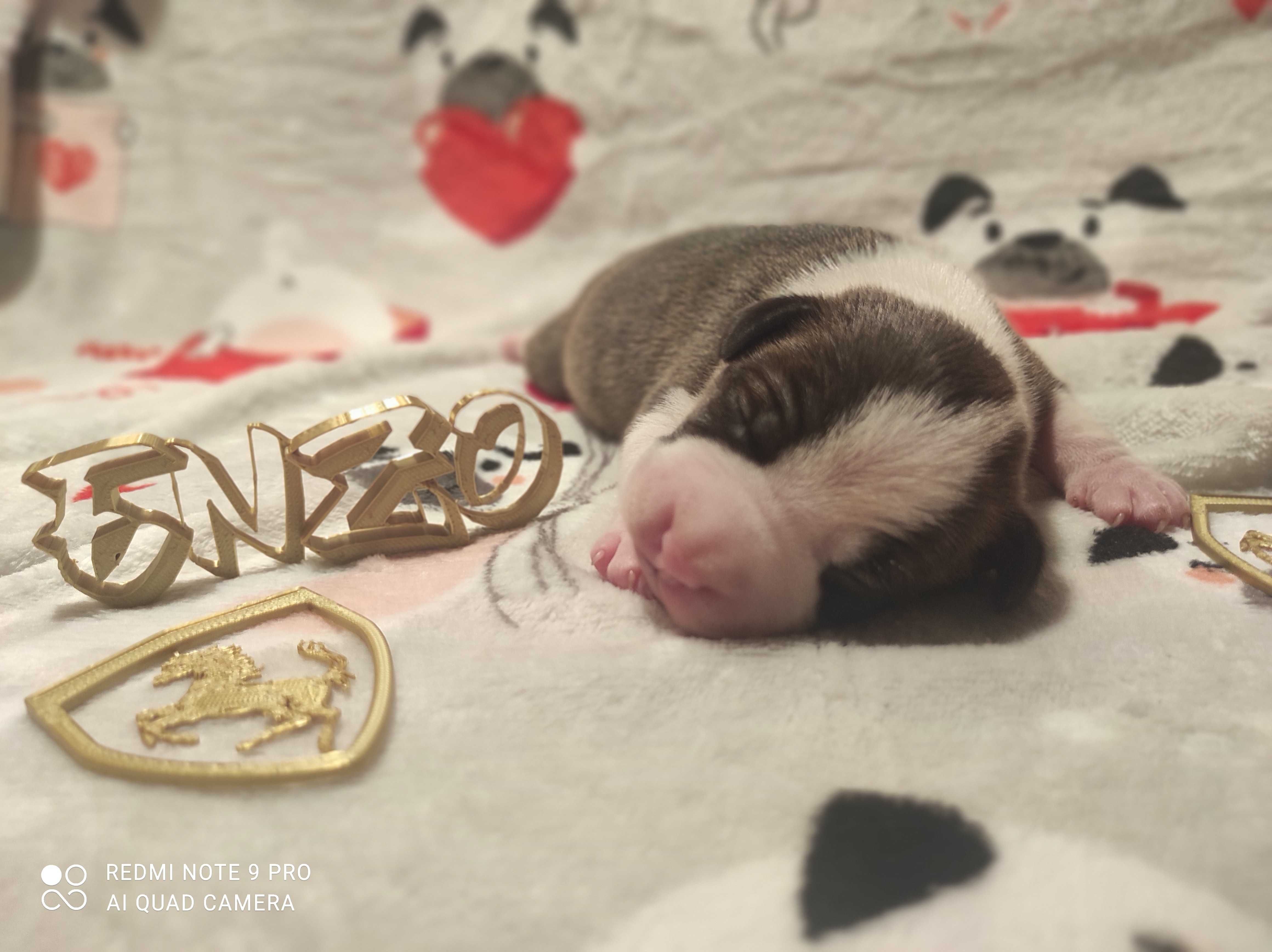 Kontaktowy chłopiec ze świetnego skojarzenia / amstaff/zkWp/FCI