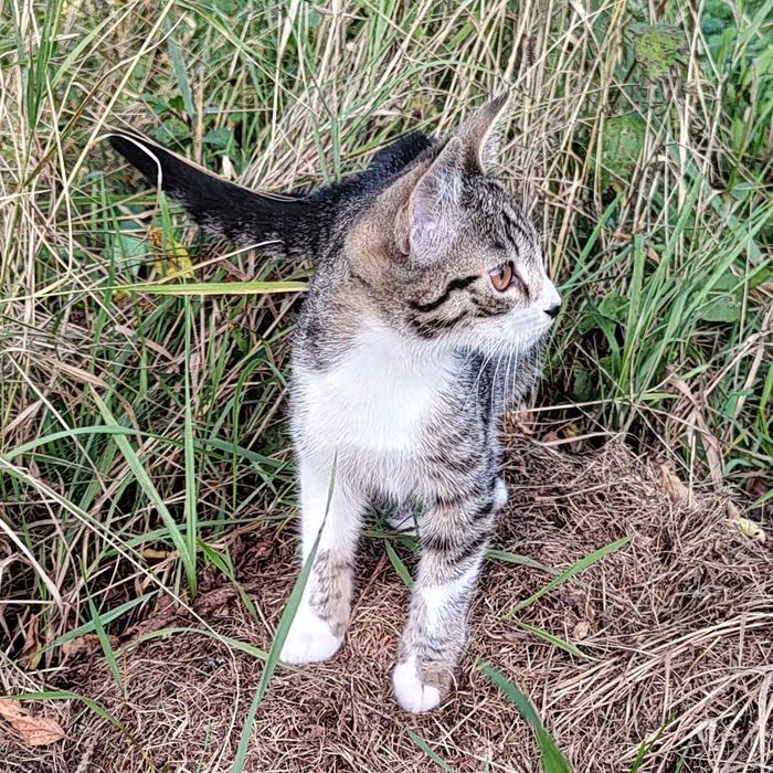 Kocięta do adopcji