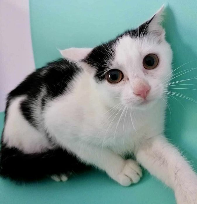 Zosia i Figa - cudowne kotki rozgladaja się sa domkiem