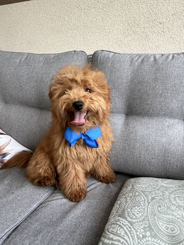 Cudowny cavapoo do odbioru