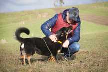 Busik - niskopodłogowy owczarek do adopcji.