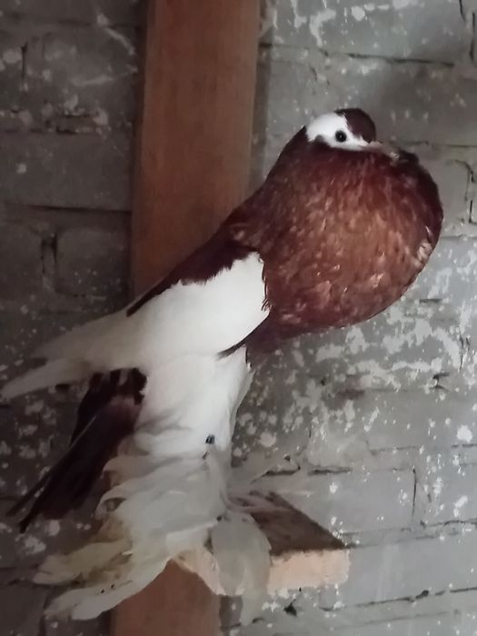 Gaeracze czeskie siodlate