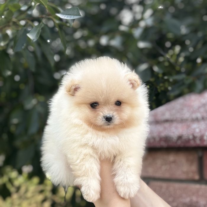 лялькова дівчинка тип ведмедика